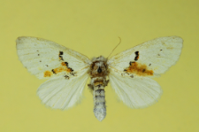 Leucodonta bicoloria (Denis & Schiffermüller, 1775)