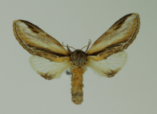 Pheosia tremula (Clerck, 1759)