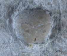 Eodromites bernchrisdomiorum