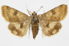 Heliothis viriplaca