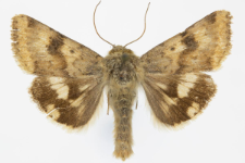 Heliothis viriplaca