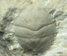 Goniodromites kubai