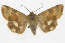 Heliothis viriplaca