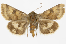 Heliothis viriplaca