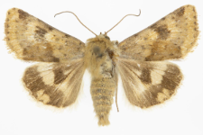 Heliothis viriplaca