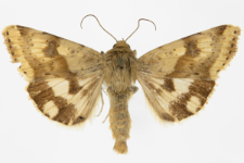 Heliothis viriplaca