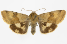 Heliothis viriplaca