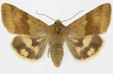 Heliothis viriplaca