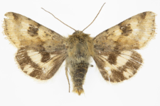 Heliothis viriplaca