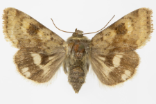 Heliothis viriplaca