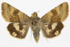 Heliothis viriplaca