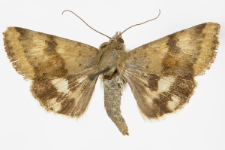 Heliothis viriplaca