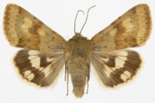 Heliothis viriplaca