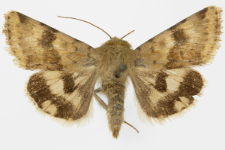 Heliothis viriplaca