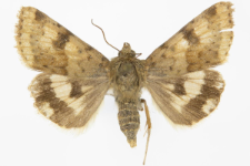 Heliothis viriplaca