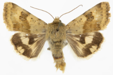 Heliothis viriplaca