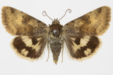 Heliothis viriplaca