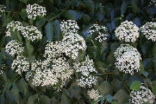 Viburnum betulifolium Batalin, synonim Viburnum dasyanthum Rehder