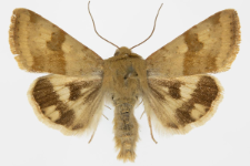 Heliothis viriplaca