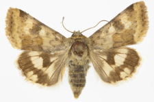 Heliothis viriplaca