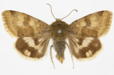 Heliothis viriplaca