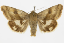 Heliothis viriplaca