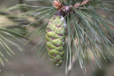 Pinus peuce Griseb