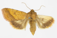 Pyrrhia umbra