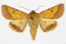 Pyrrhia umbra