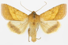 Pyrrhia umbra