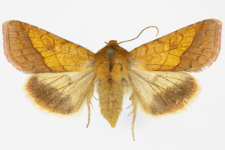 Pyrrhia umbra