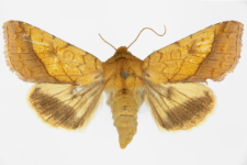 Pyrrhia umbra