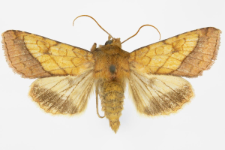 Pyrrhia umbra