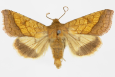 Pyrrhia umbra