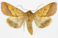 Pyrrhia umbra