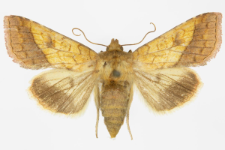 Pyrrhia umbra