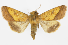 Pyrrhia umbra