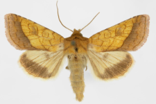 Pyrrhia umbra