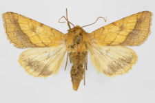 Pyrrhia umbra