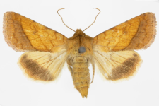 Pyrrhia umbra