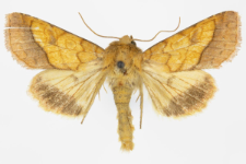 Pyrrhia umbra