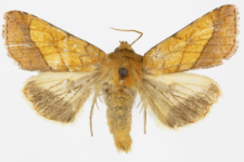 Pyrrhia umbra