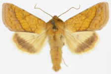 Pyrrhia umbra