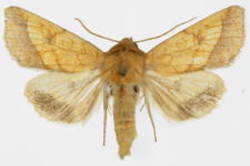 Pyrrhia umbra