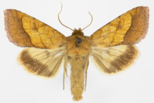 Pyrrhia umbra