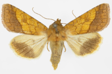 Pyrrhia umbra