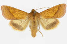 Pyrrhia umbra