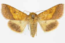 Pyrrhia umbra