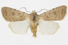 Caradrina petraea