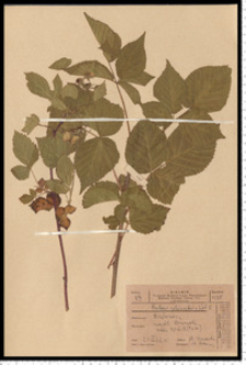 Rubus plicatus Weihe & Nees